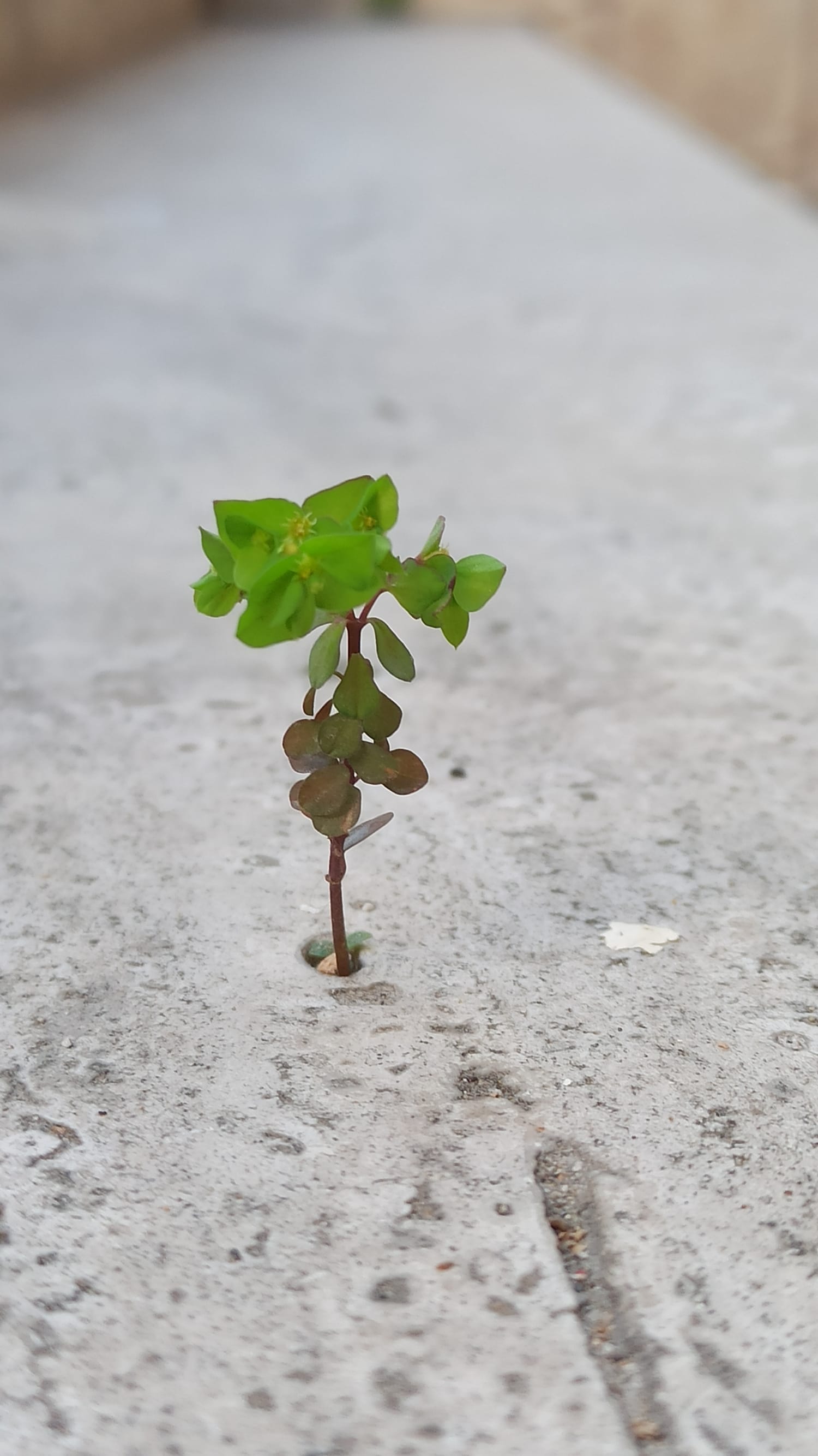 Dehub'ın Doğuşu 🌱