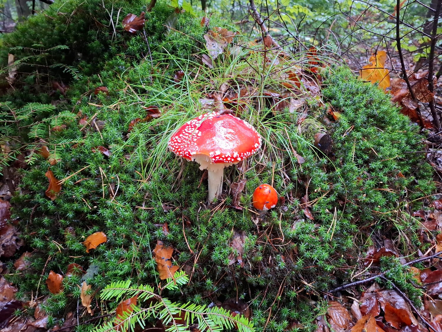 Mushroom 😁 — a photo post by KrisPi on DeHub