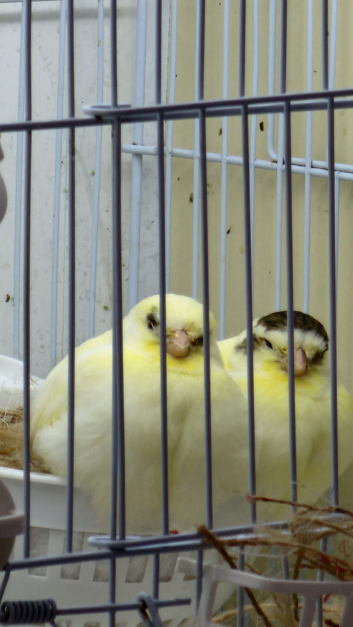 My birds — a video by Malek alhazain on DeHub