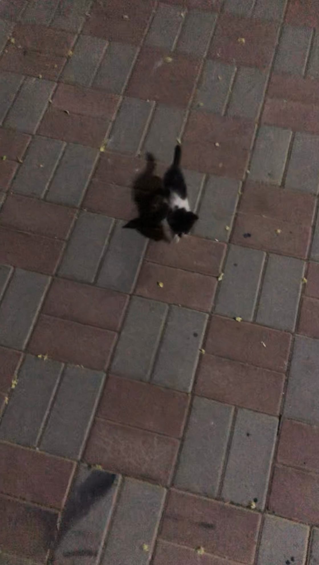 i finally became a mother yayy — a video by eren yeagaah on DeHub