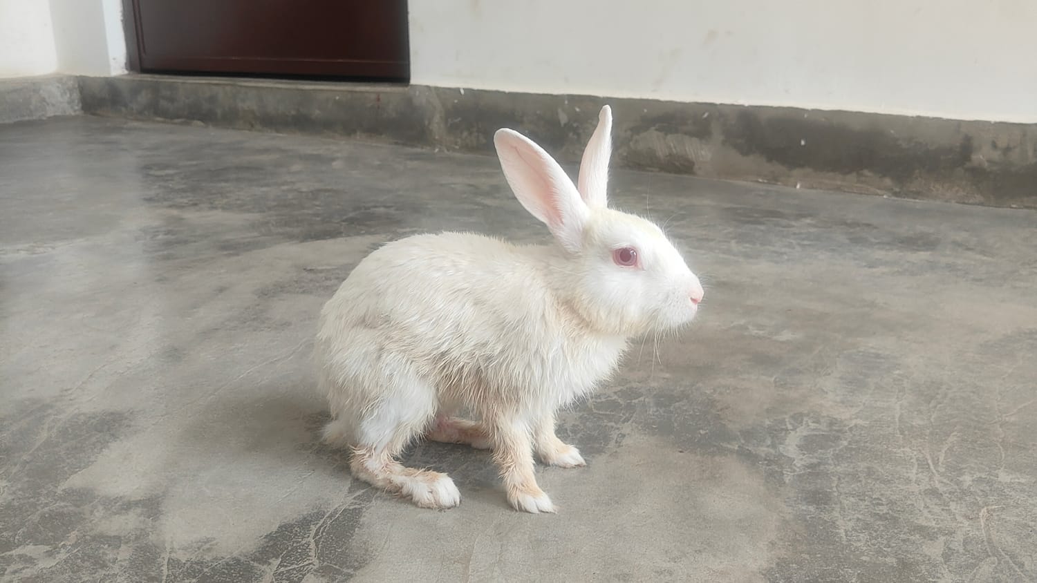 My Cute Rabbit — a video by iamsandeep on DeHub