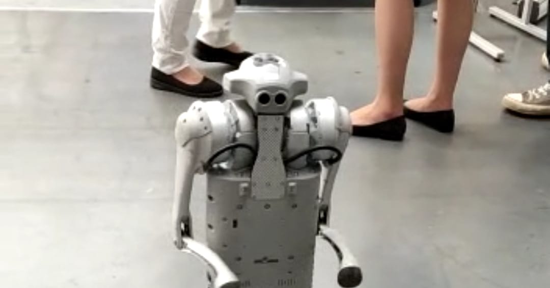 Robodog — a video by bizu on DeHub