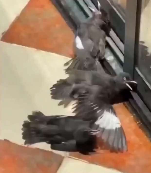 Bird Scammers — a video by Viral Central on DeHub