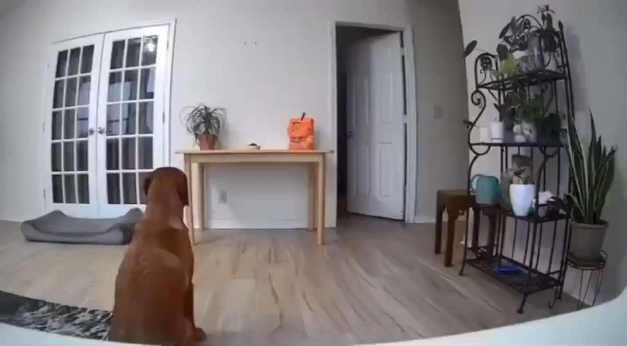 Snitched Out — a video by Viral Central on DeHub