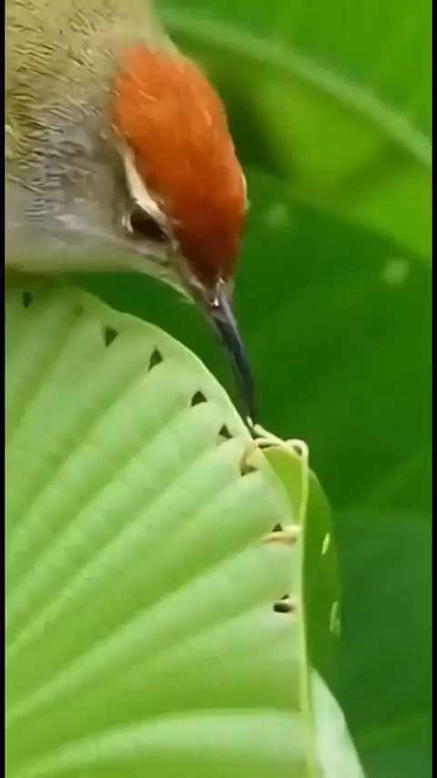 Nature's Architects — a video by Viral Central on DeHub