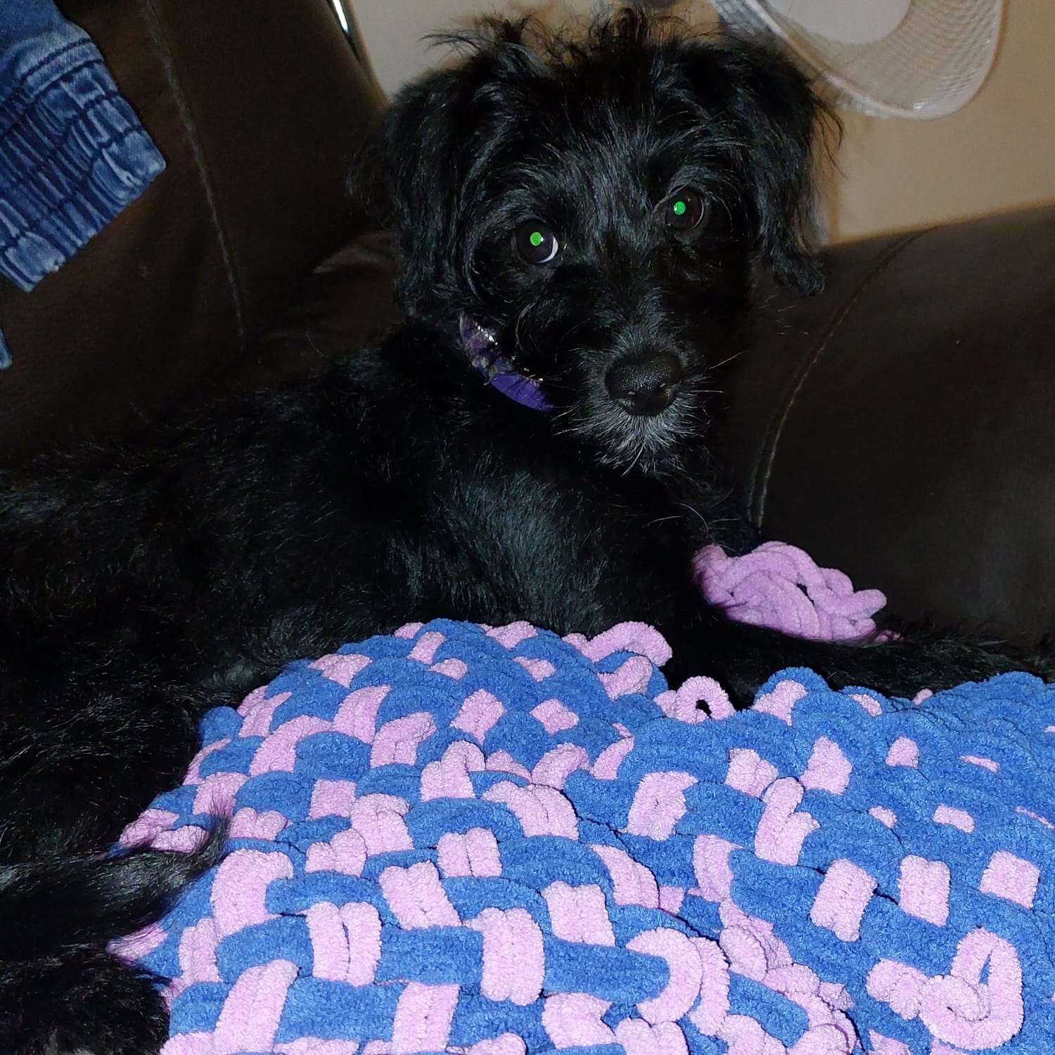 Bella playing — a video by Diane on DeHub