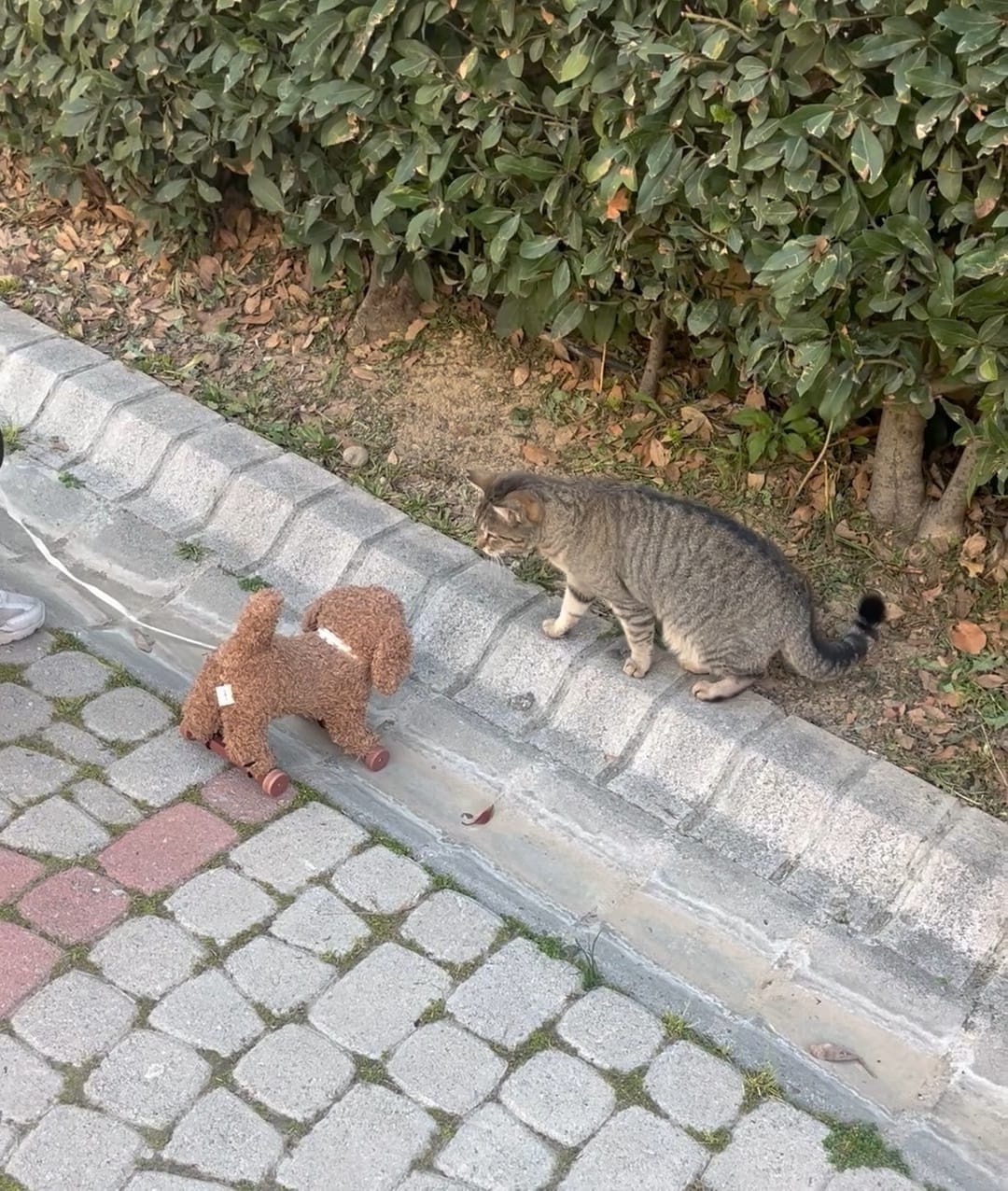 🇹🇷 Turkish Cat Miyav — a video by Tyfn on DeHub