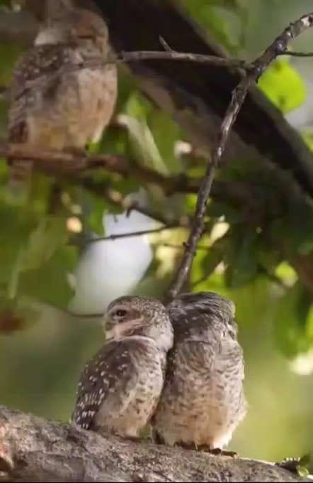 Love animali👽♥️👽 — a video by LiberoArbitro on DeHub