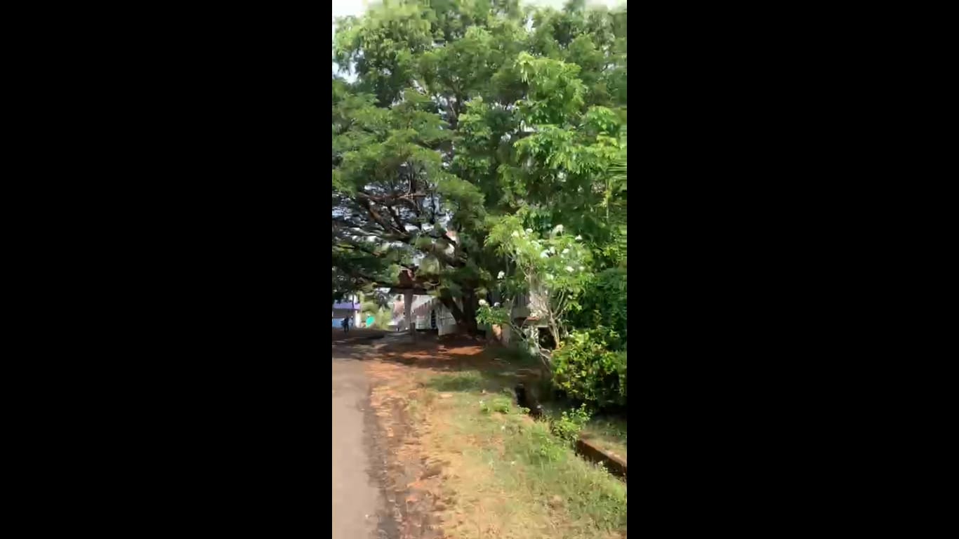 DayWalking — a video by Akira Sen on DeHub
