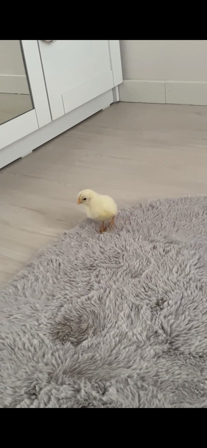 yellow chick — a video by ily’s kitchen on DeHub