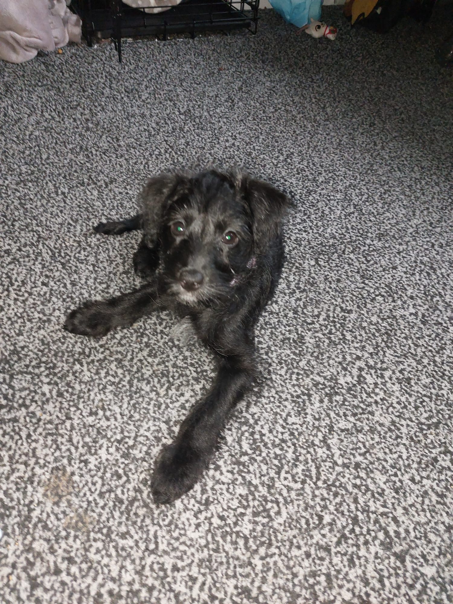 The first time I met Bella ❤ — a video by Diane on DeHub