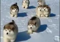 Small husky dogs teddy bears Ooi. — a video by Facebook on DeHub