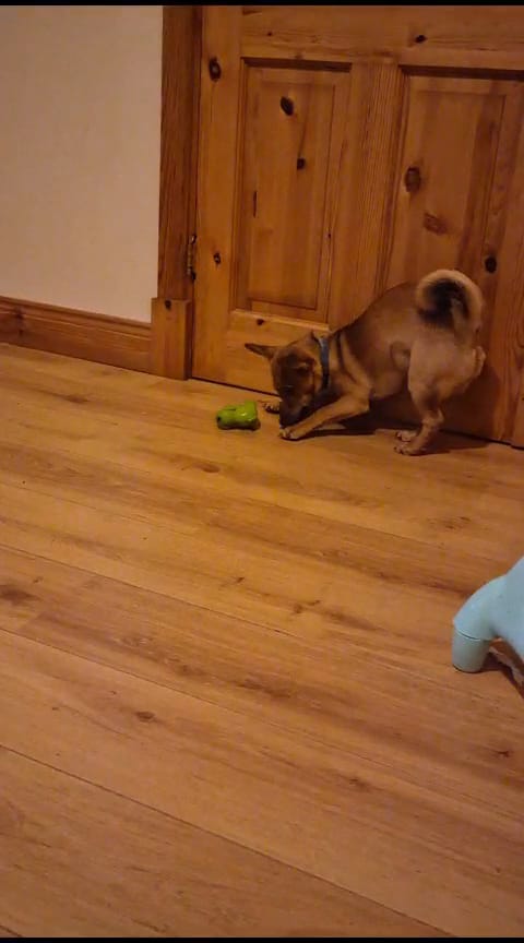charlie being a mad dog again — a video by outoforrder on DeHub