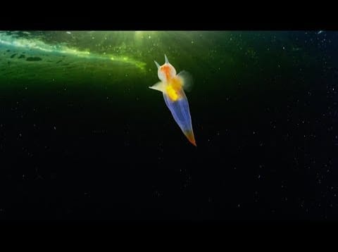 Rare Sea Angel Spotted Off Russian Coast — a video by opensea on DeHub