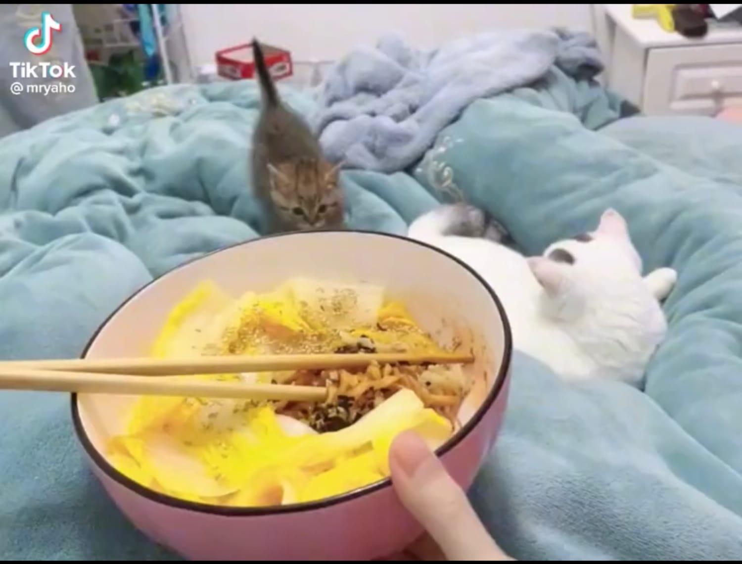 greedy cat — a video by say hii on DeHub