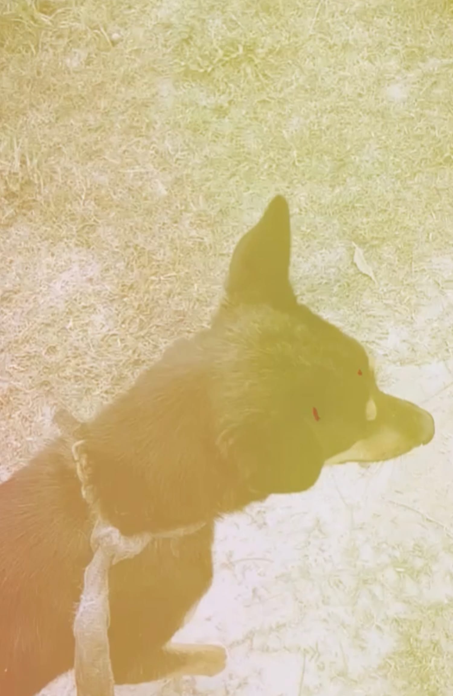 Take a friend's dog for an extra walk — Bandana koirala on DeHub