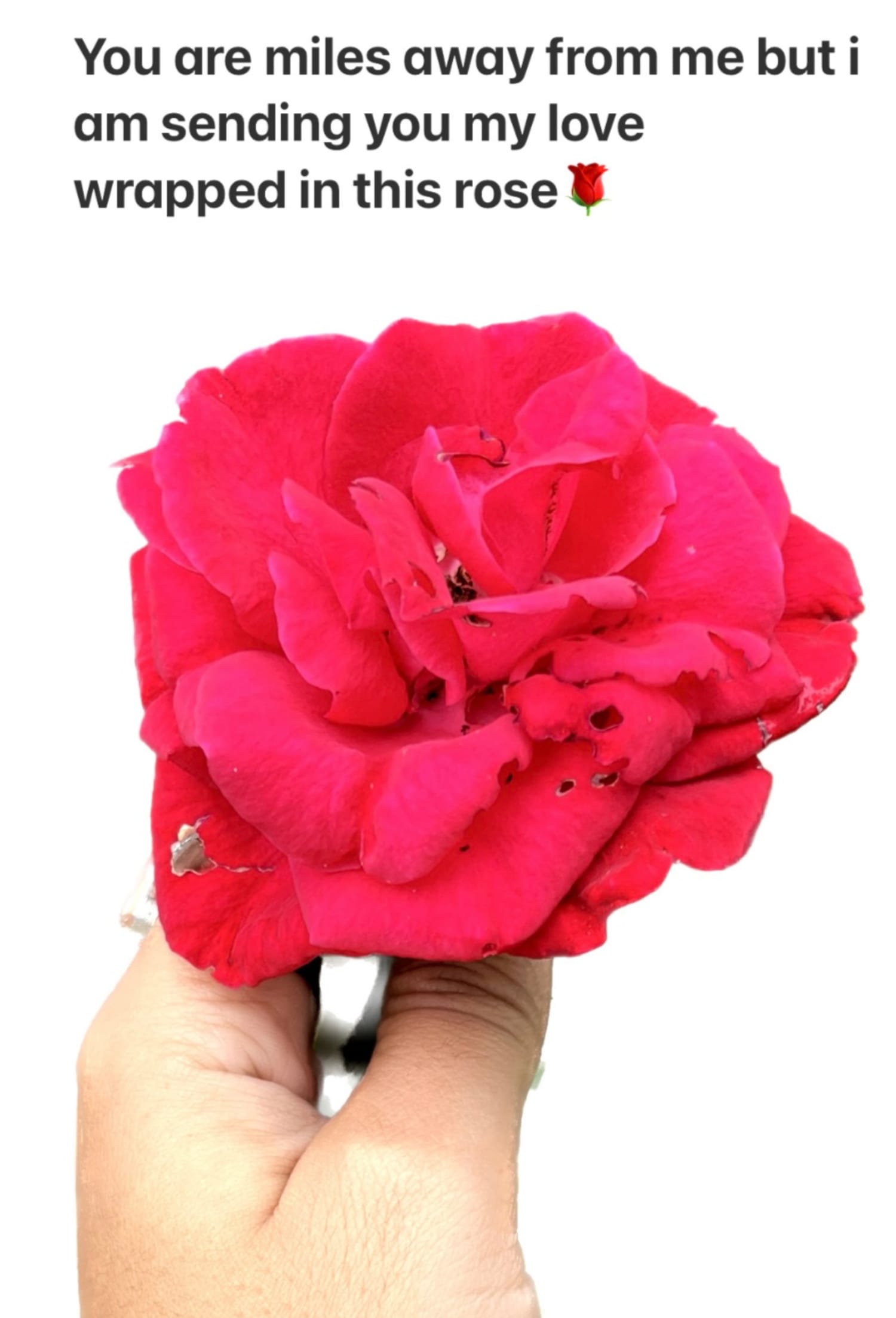 Send your crush some flowers & a DM — Bandana koirala on DeHub