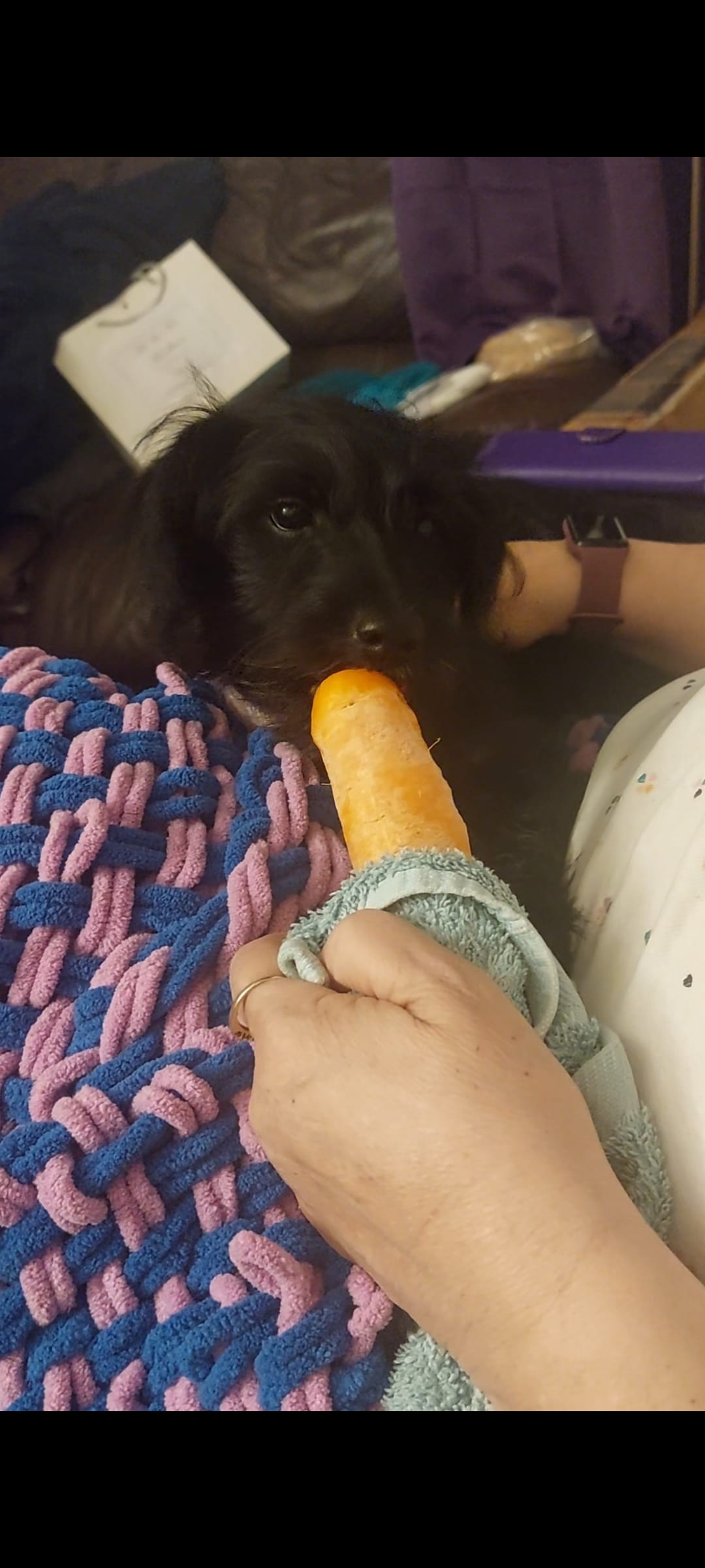 Carrot crunching — a video by Diane on DeHub