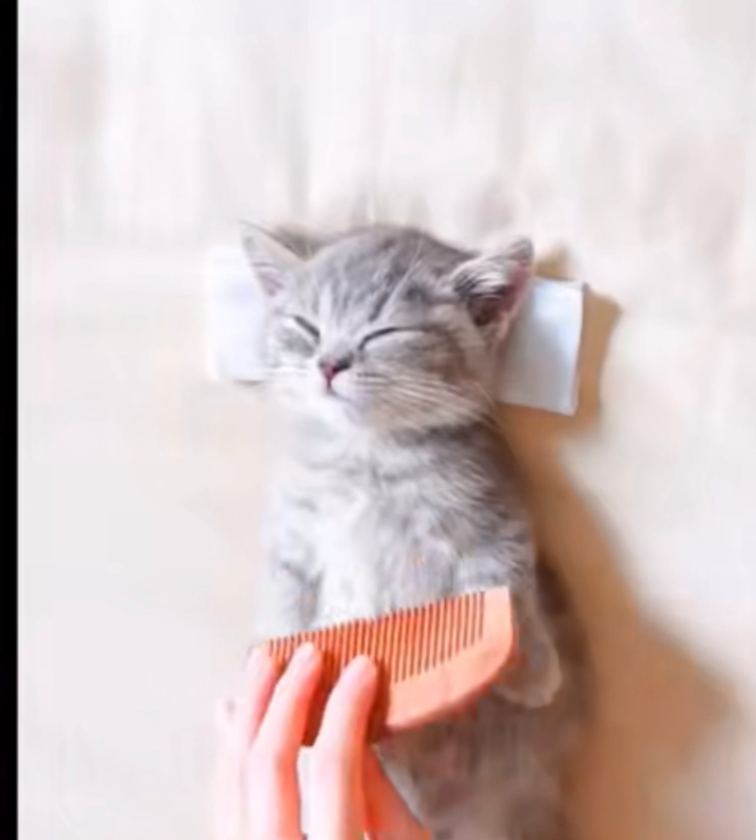 how cat should be treated — a video by say hii on DeHub