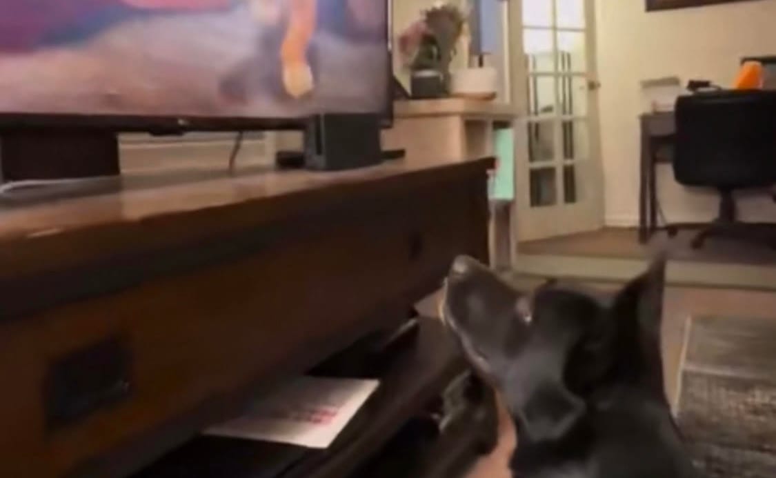 okay i love dogs too now — a video by eren yeagaah on DeHub