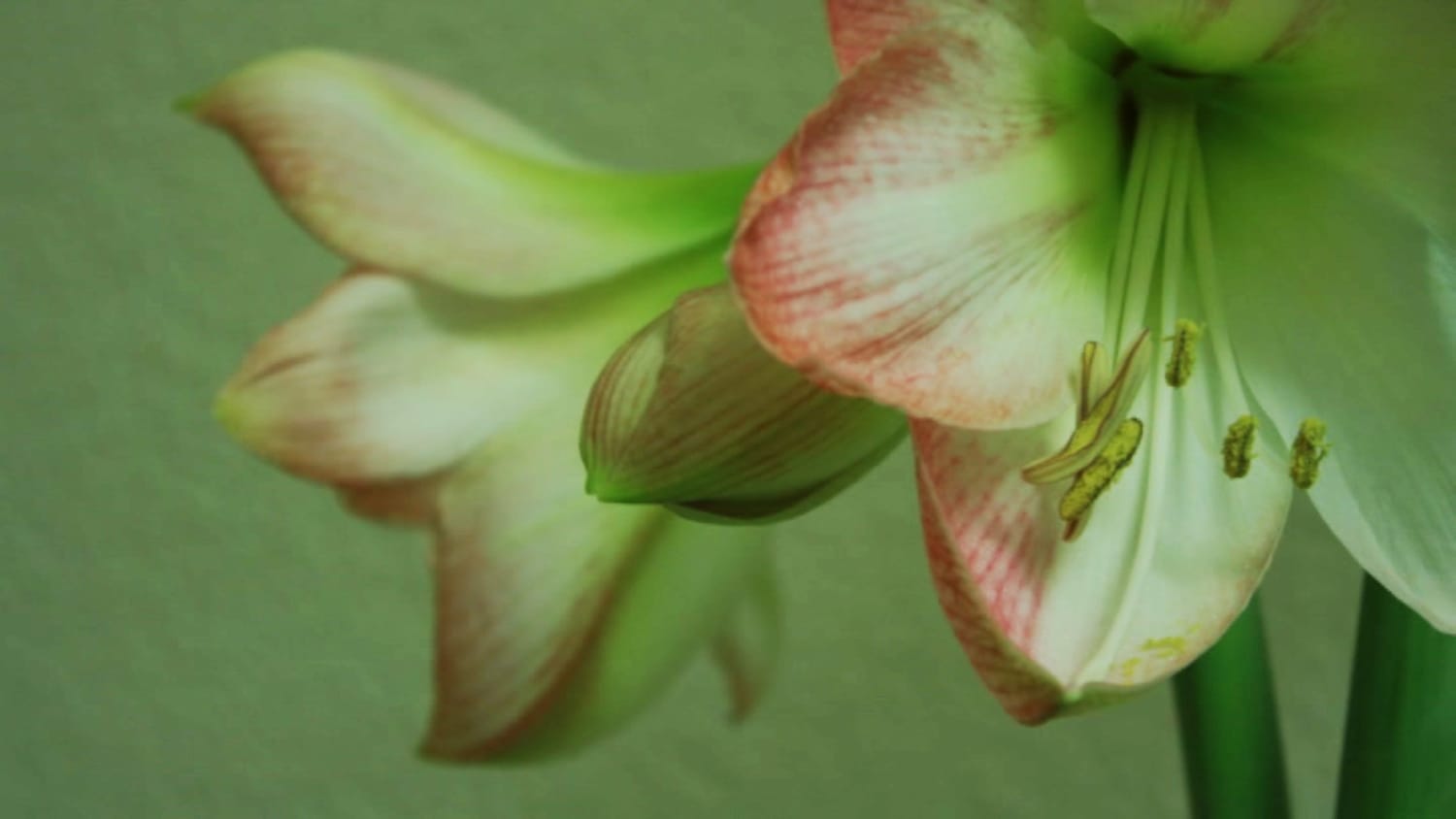 Amaryllis timelapse — a video by bizu on DeHub