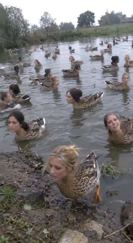 Duck — a post by phake1368 on DeHub